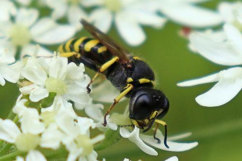 Réf. 349 703 : Ectemnius (cavifrons-ruficornis)